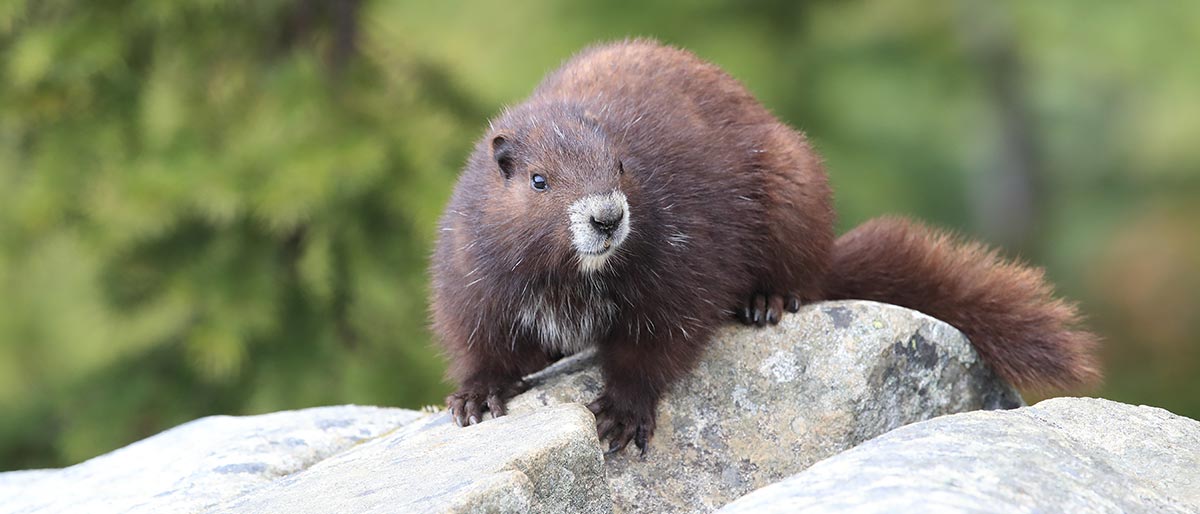Environment minister should step up support for wildlife protection group: Senate committee