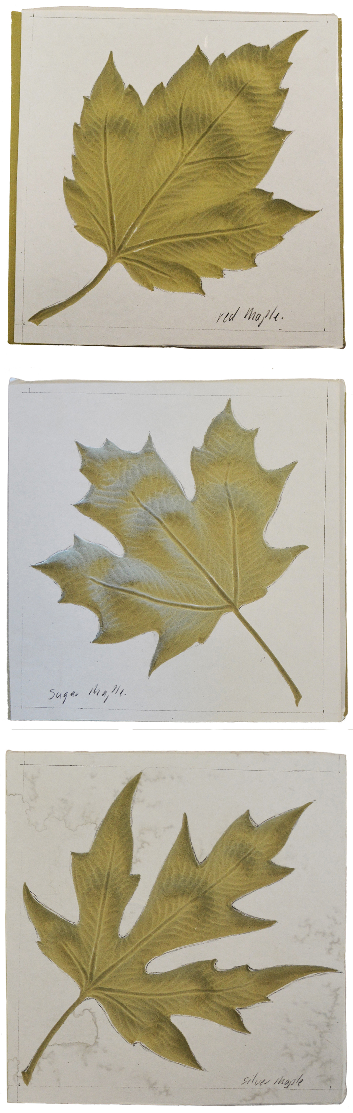 Templates for three of the 10 maple leaf designs that figure prominently in the new Senate Chamber: the red, sugar and silver maples.