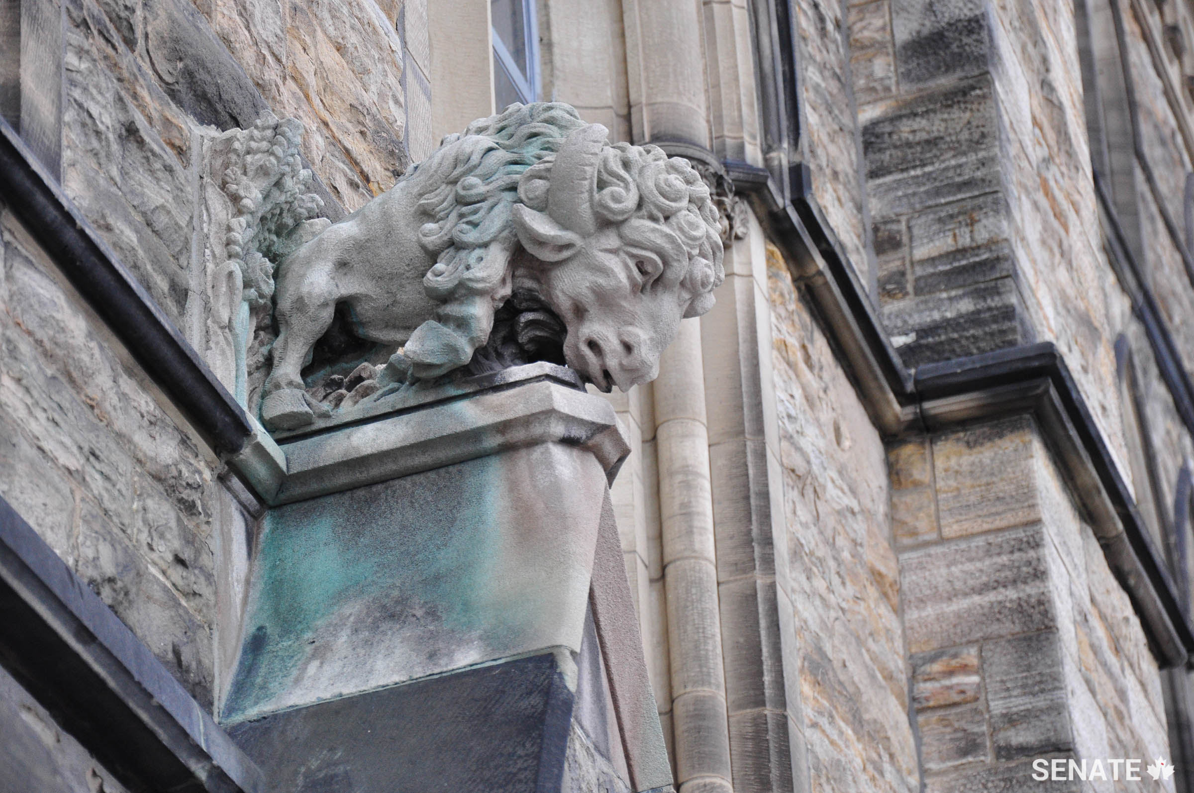 A muskox stands guard over a window dormer on Centre Block.