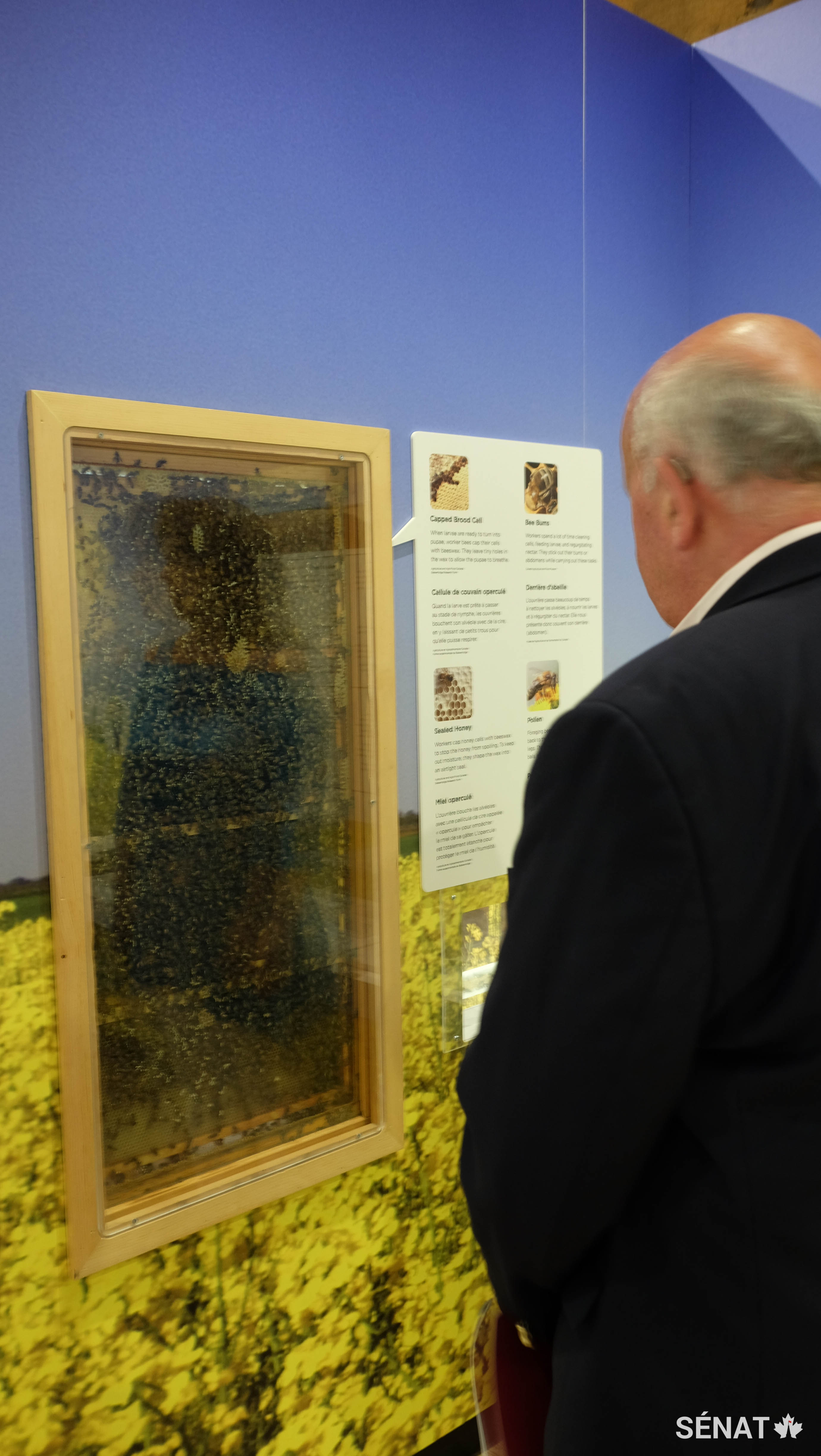 Le Musée de l’agriculture et de l’alimentation du Canada abrite une véritable ruche bourdonnante. Elle fait présentement partie d’une exposition qui souligne le rôle des abeilles dans la pollinisation du canola. En mai 2015, le comité de l’agriculture du Sénat a publié un rapport intitulé <a href='https://sencanada.ca/Content/SEN/Committee/412/agfo/rep/rep09may15-f.pdf' target='_blank'><em>L’importance de la santé des abeilles pour une production alimentaire durable au Canada.</em></a>