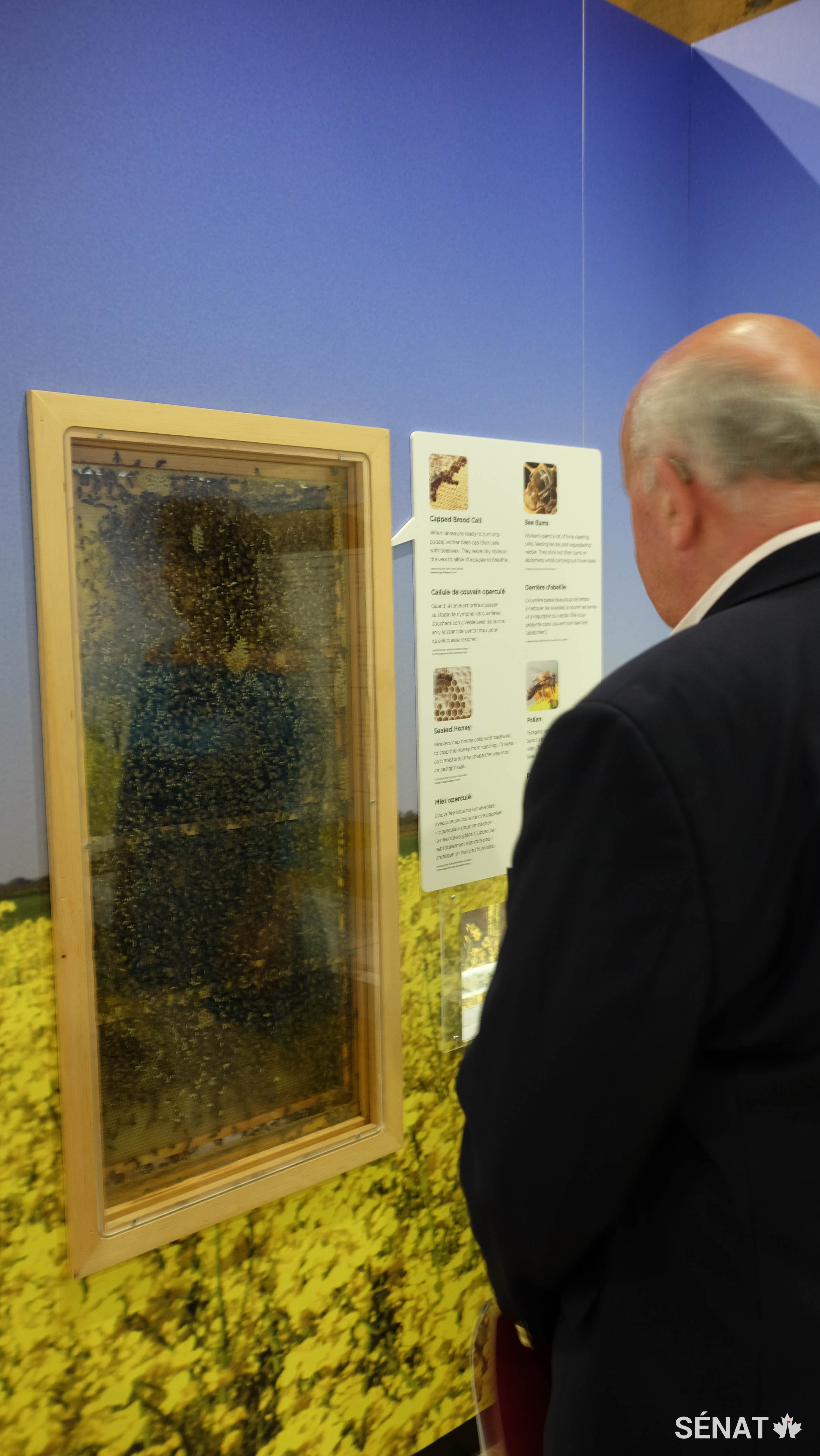 Le Musée de l’agriculture et de l’alimentation du Canada abrite une véritable ruche bourdonnante. Elle fait présentement partie d’une exposition qui souligne le rôle des abeilles dans la pollinisation du canola. En mai 2015, le comité de l’agriculture du Sénat a publié un rapport intitulé <a href='https://sencanada.ca/Content/SEN/Committee/412/agfo/rep/rep09may15-f.pdf' target='_blank'><em>L’importance de la santé des abeilles pour une production alimentaire durable au Canada.</em></a>