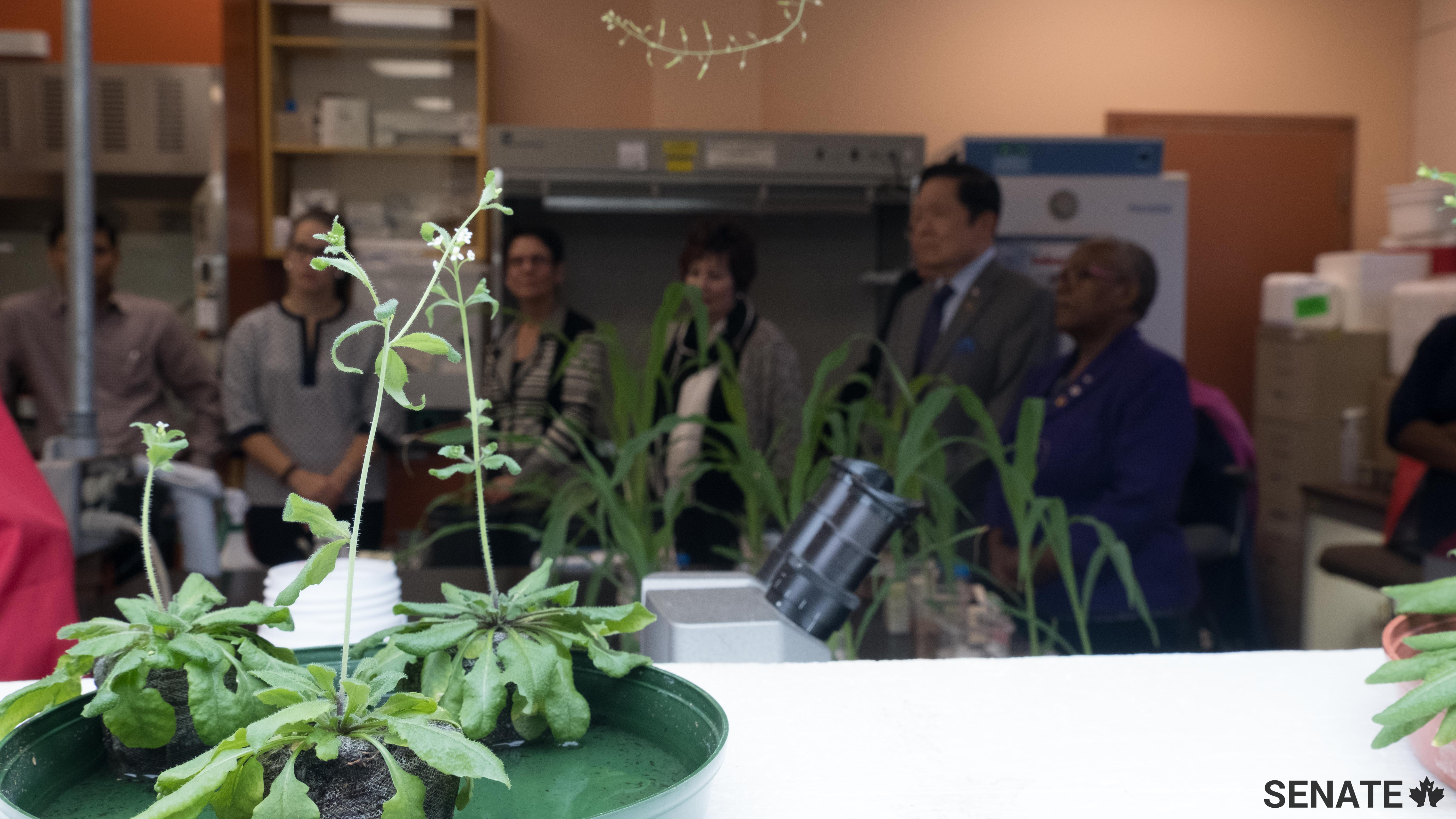 Starting with algae seeds, researchers at Dalhousie University produce organic agents to help plants grow faster and be more resilient. These technological advances could be an alternative to fertilizers and pesticides, as well as a better way to implement an integrated approach to combating climate change.