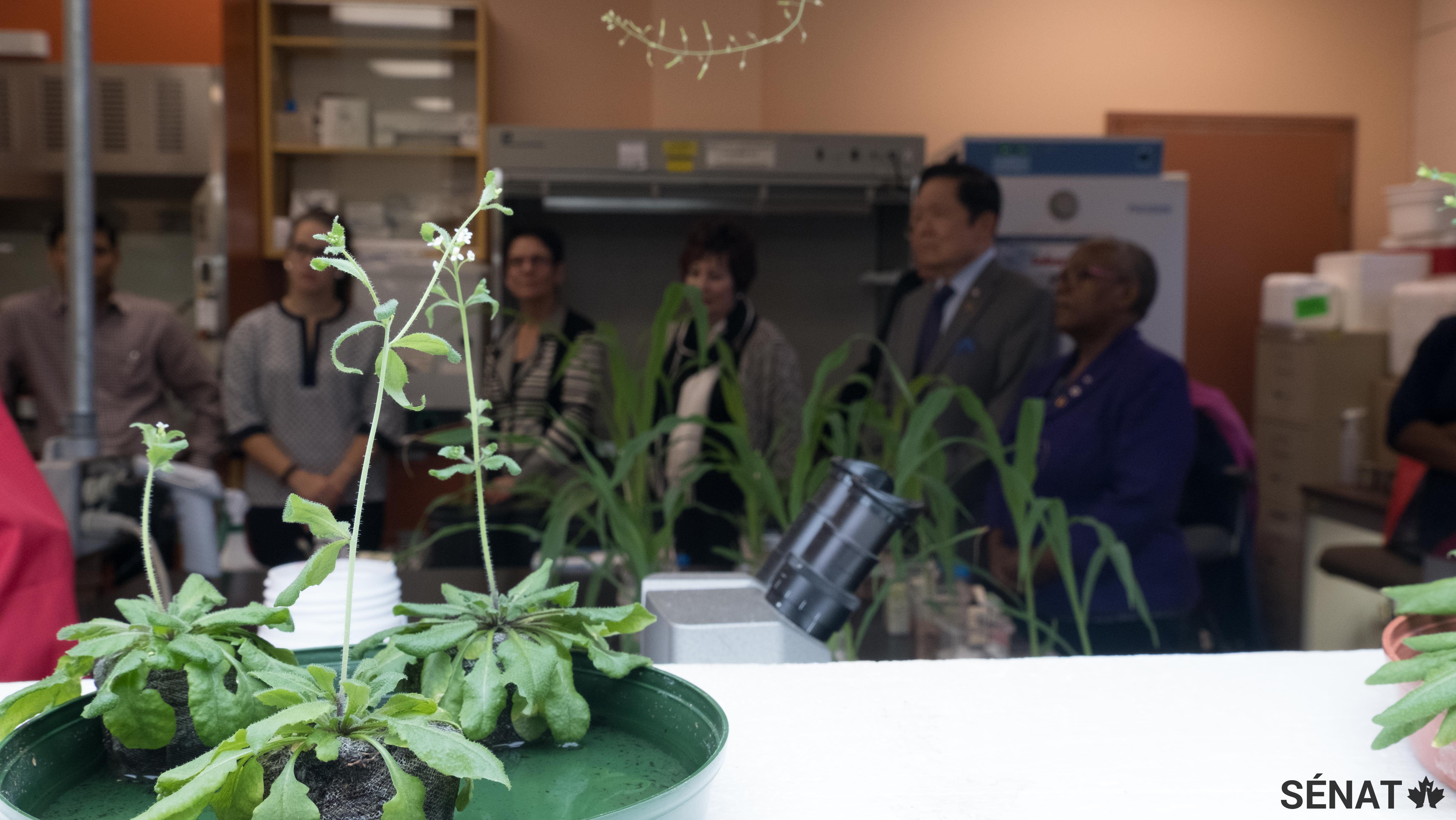 À partir de semences d’algues, les chercheurs du laboratoire de l’Université Dalhousie produisent des agents organiques qui favorisent une pousse plus rapide et plus résistante des plantes. Cette avancée pourrait devenir une alternative aux fertilisants et pesticides, et un outil de plus afin d’adopter une approche intégrée pour lutter contre les changements climatiques.