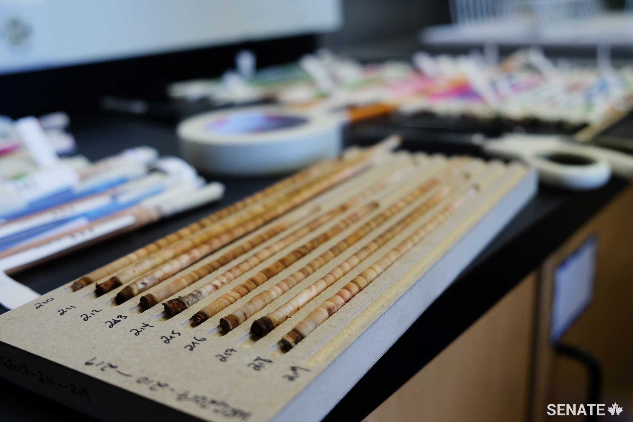 Fresh samples of wood cores are lined up waiting to be examined. Students and faculty are researching the impact of climate change on British Columbia’s trees.