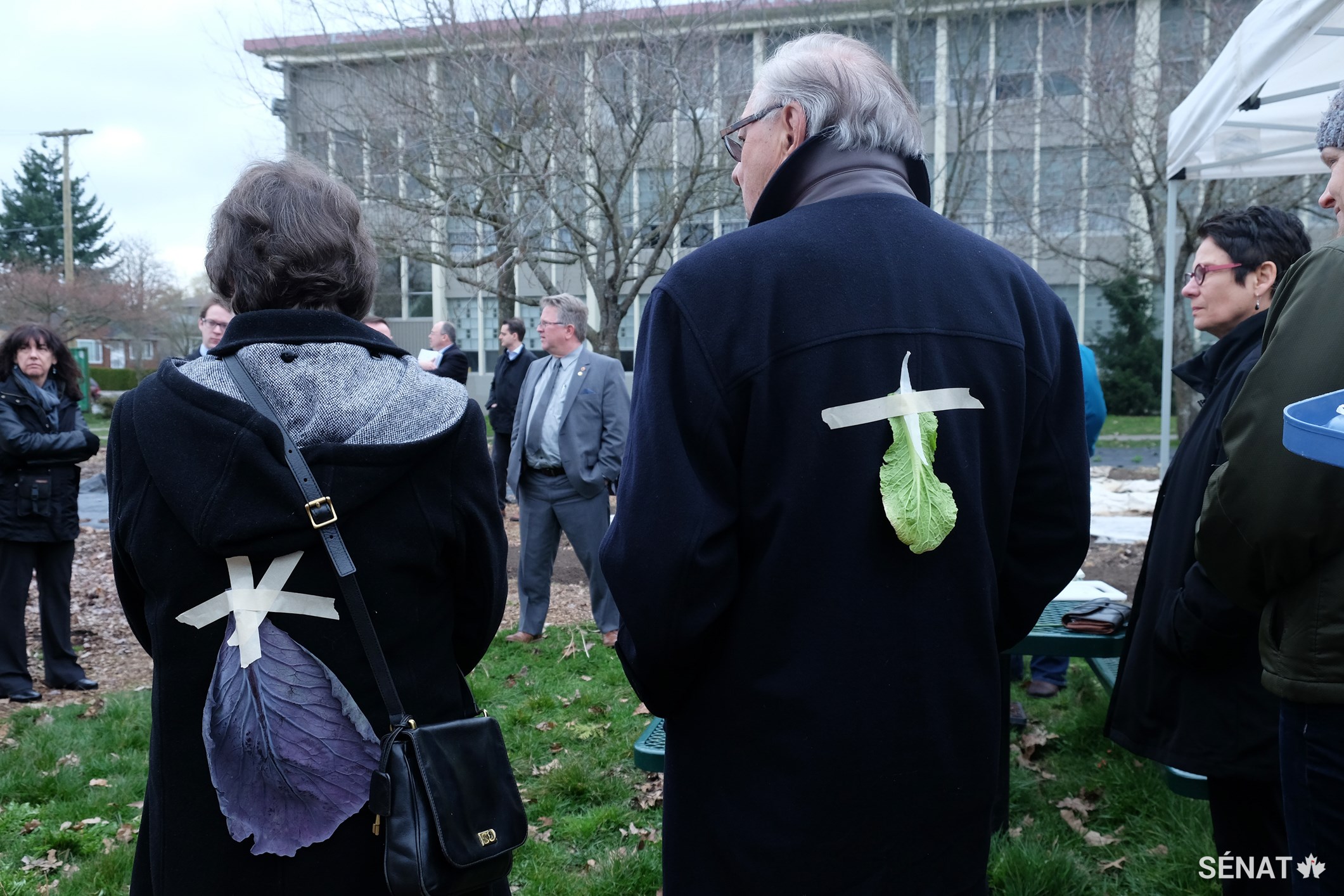 Les sénateurs prennent part à une activité au cours de laquelle les participants doivent tenter de deviner quel type de feuille est collé dans leur dos. La laitue, le chou frisé, les pousses de roquette et le chou rouge sont tous cultivés sur place, dans le cadre du programme Fresh Roots, un marché scolaire mis sur pied à l’école secondaire David Thompson.