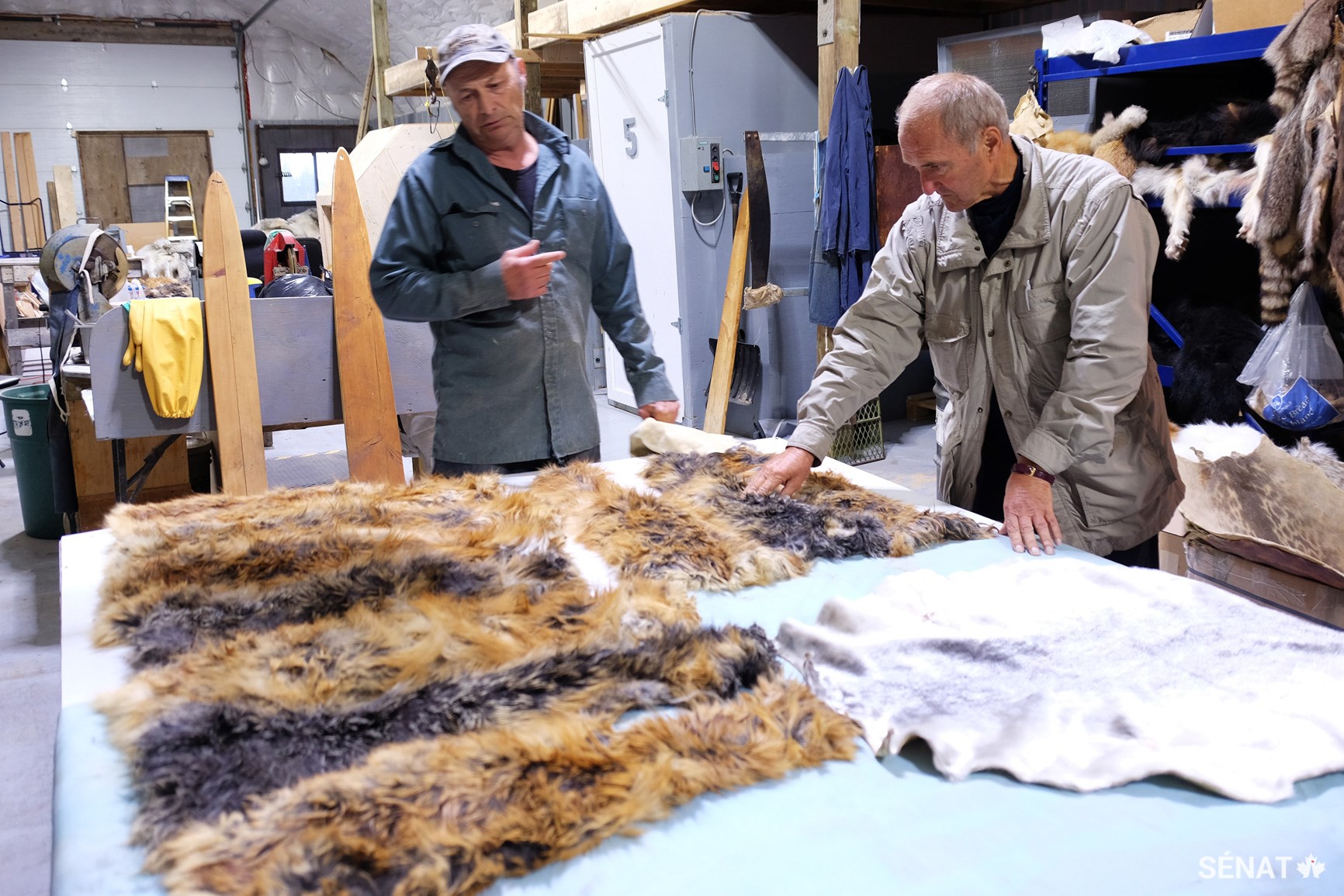 Le sénateur Joseph Day, à droite, admire des peaux de renard à Nunavik Furs, à Kuujjuaq. Cet établissement tanne environ 500 peaux par année, qu’il achète habituellement à 50 $ chacune auprès de chasseurs locaux et les revend à 150 $ ou plus. Nunavik Tannery vend des peaux de renards, de loups, de rongeurs et, plus rarement, d'ours polaires, tout en soutenant la récolte de fourrures localement durable à des prix équitables pour les chasseurs.