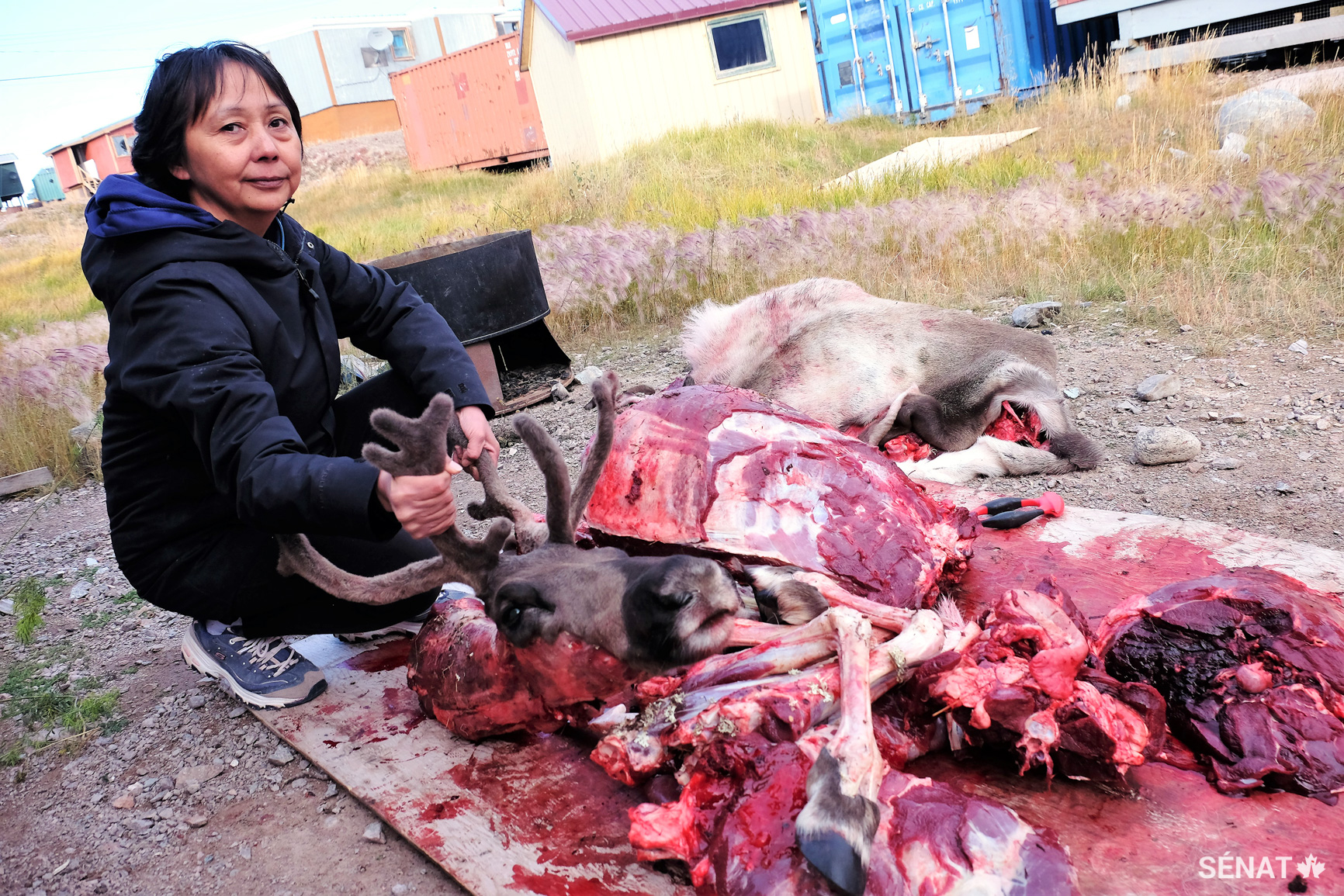 Suzanne Niuqtuq, à l’extérieur de sa maison de Baker Lake, au Nunavut, après son retour d'une chasse au caribou avec sa famille. À Baker Lake, le caribou est un aliment traditionnel que l’on partage souvent avec la communauté. Selon madame Niuqtuq, la viande de ce caribou pourrait nourrir sa famille pendant deux mois. L’insécurité alimentaire est un sujet qu’ont souvent abordé les habitants du Nord rencontrés par le comité.