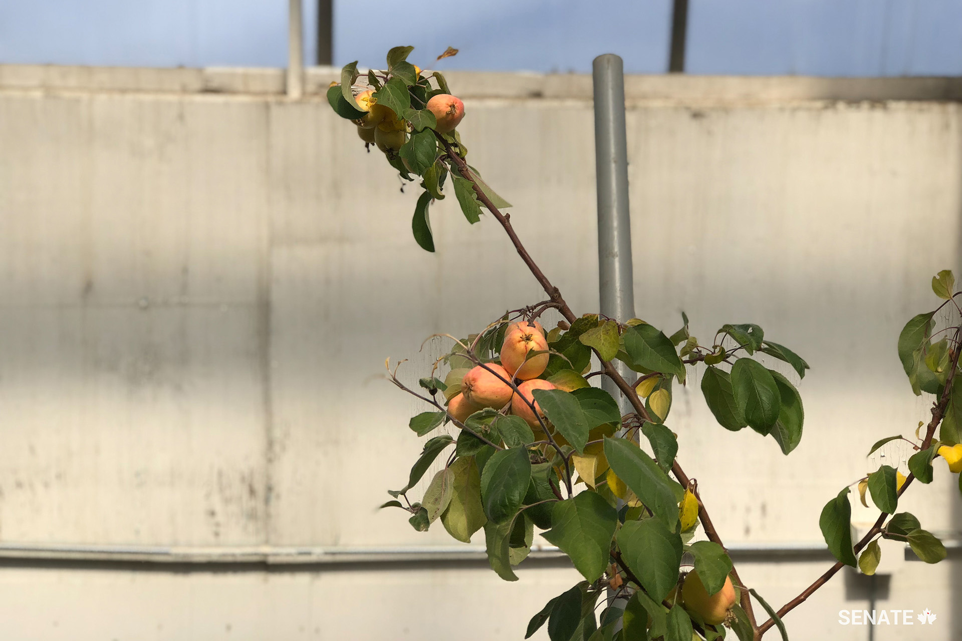 Senators visited Inuvik’s pioneering community greenhouse and saw what the tour guide described as “proof that apples can grow in the Arctic.”