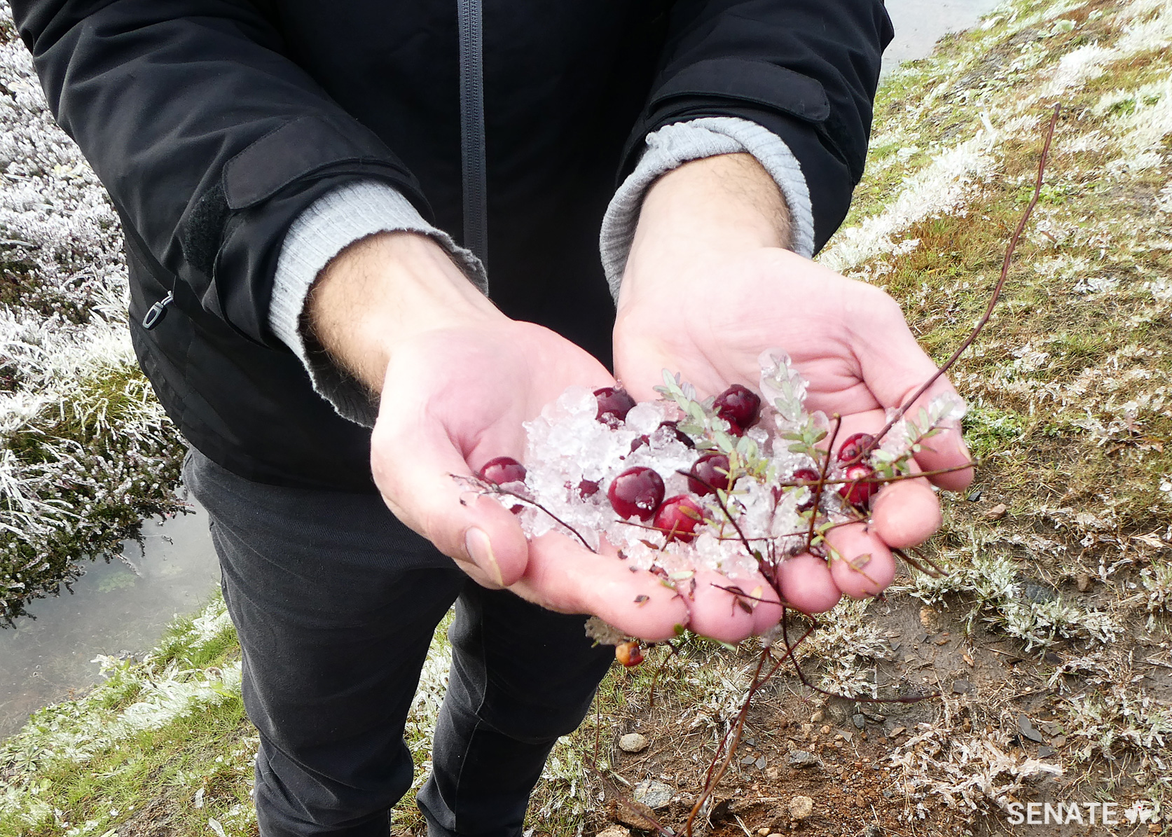 Senators see that the cranberry is particularly resistant to the cold; among the ice-covered fields and near-frozen bogs, the cranberries remained fresh and tender.