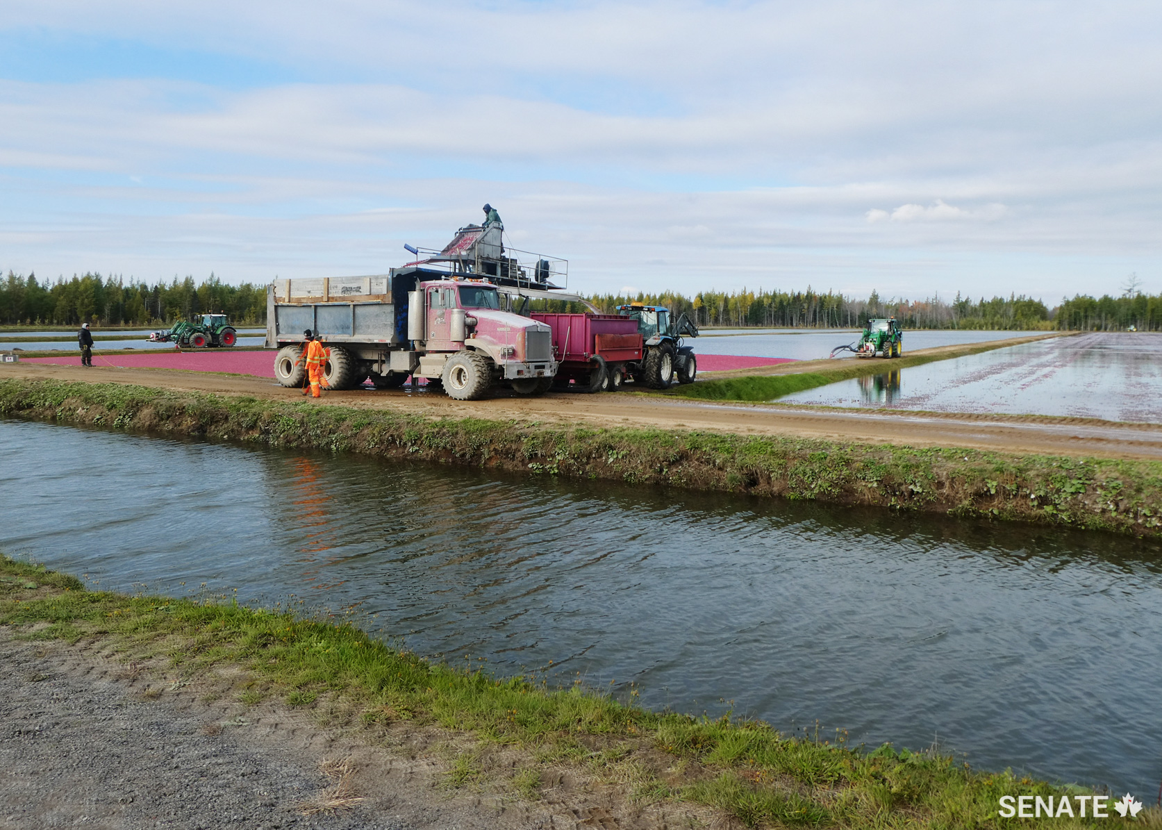 Juxtaposing the large-scale technology with memories of picking cranberries on her grandparents’ farm on Prince Edward Island, committee chair Senator Diane Griffin jokes, ‘This looks so much nicer than picking it all by hand!’