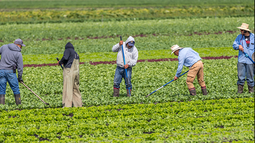 Five workers tend to young crops in a field. 