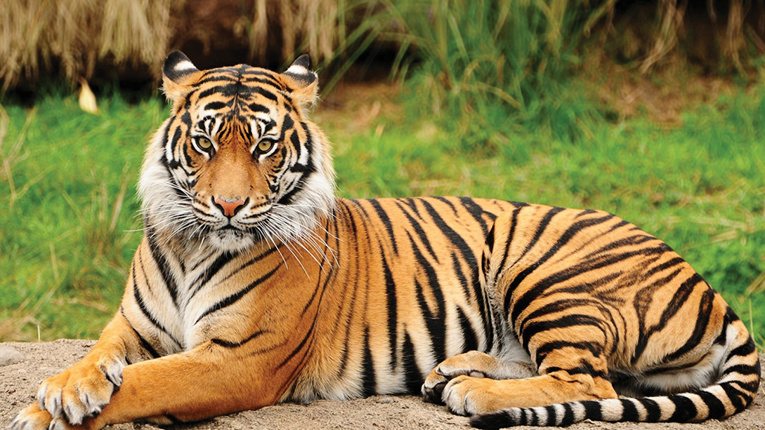 A large tiger stretches out on the ground.