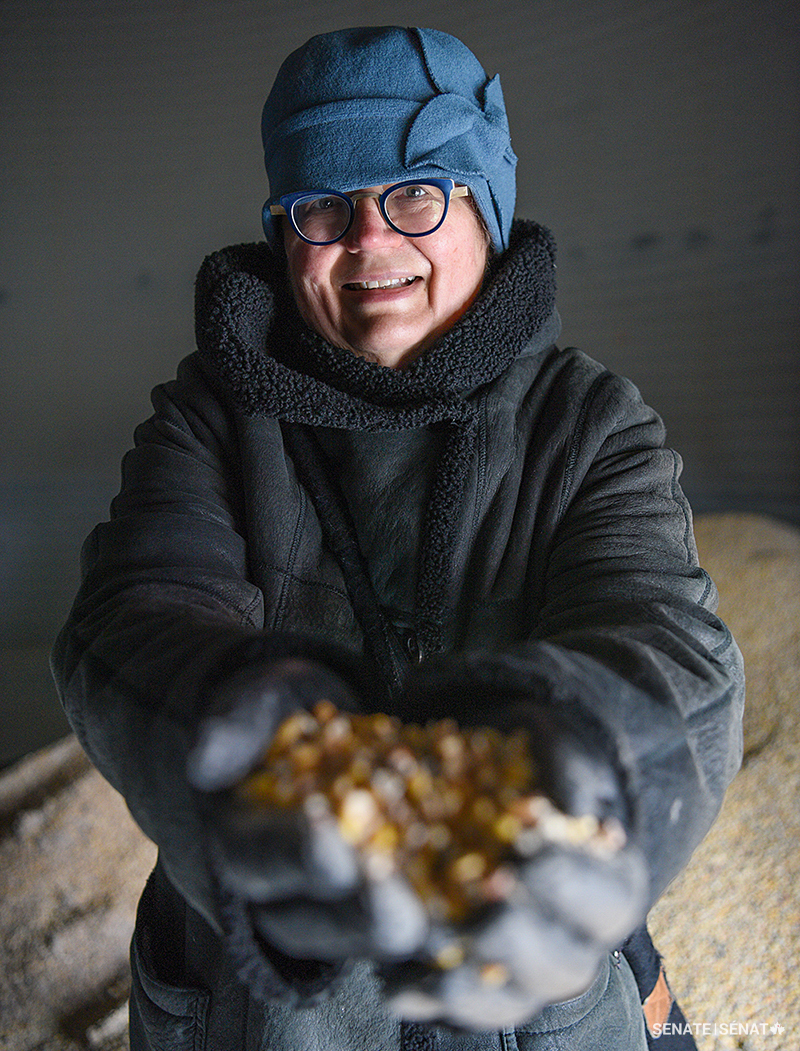 Senator Simons holds a fistful of grain in a grain bin at 3Gen Organics. The Israel family who own and operate the farm explained how they use cover crops, crop rotation and their own organic hog manure to improve soil health.