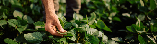 A hand touches the green leaves of a soybean crop