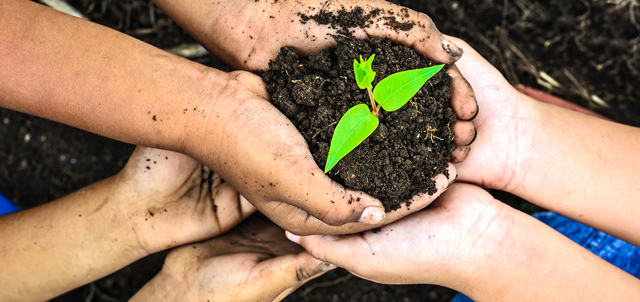 Trois paires de mains d’enfants tiennent une petite quantité de terre sur laquelle se trouve une plante.