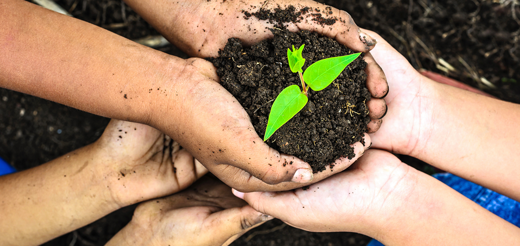 Trois paires de mains d’enfants tiennent une petite quantité de terre sur laquelle se trouve une plante.