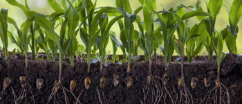 Young shoots of corn growing above ground with their roots visible under the soil.