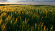 A wheat field at dusk.