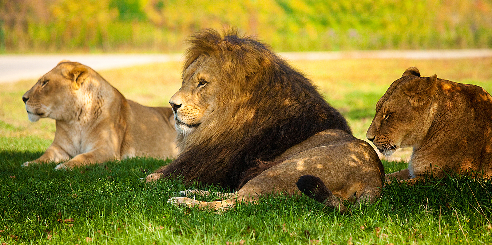 A lion and two lionesses lie in a shady patch of grass at the African Lion Safari located in Southern Ontario.