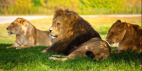 A lion and two lionesses lie in a shady patch of grass at the African Lion Safari located in Southern Ontario.