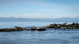 Un groupe de phoques communs posés sur des rochers dans l’océan.