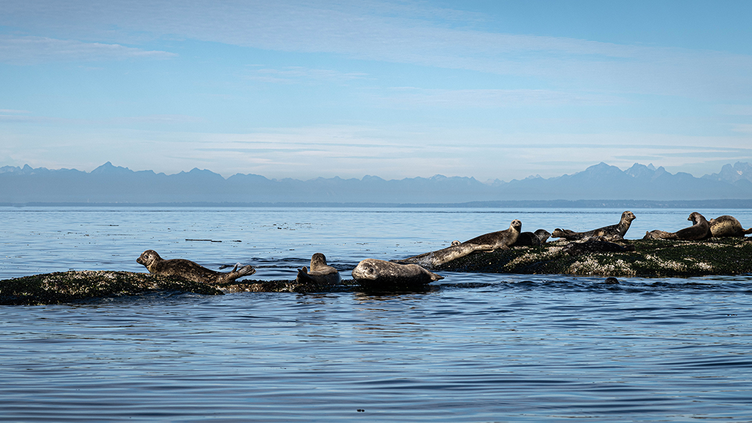 A group of harbour seals lying on rocks in the ocean.