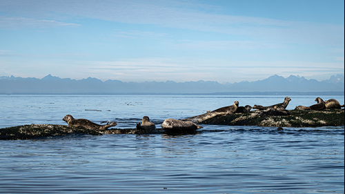 A group of harbour seals lying on rocks in the ocean.